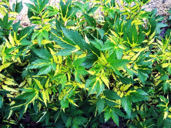 Лабазник «Вариегата (Variegata)»